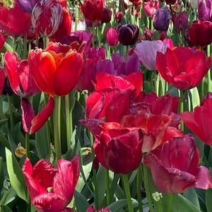 Meet your Posher, Aishah